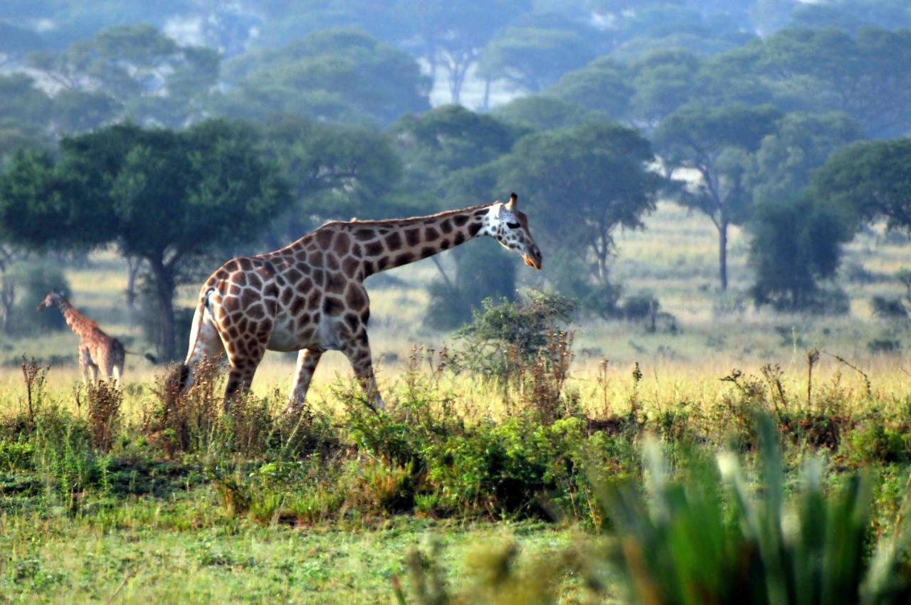 Victoria Lake View Guesthouse & Safaris Entebbe Extérieur photo